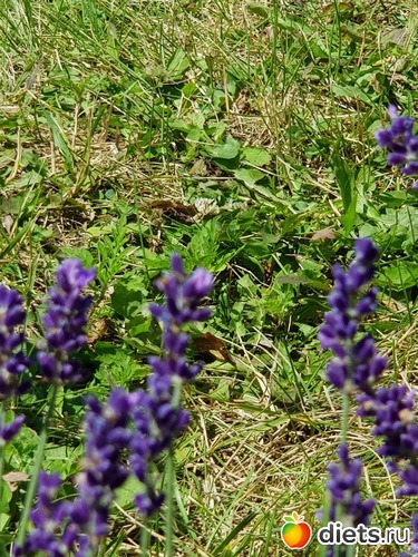 11 фото: Лето и лаванда