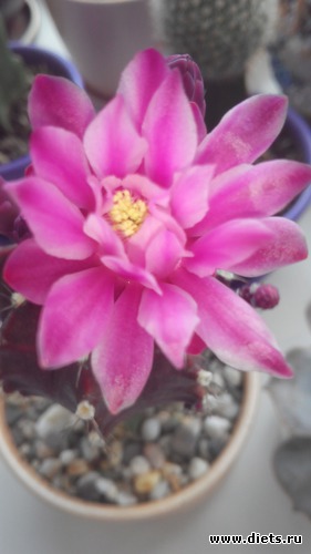 5 ����: �������)))