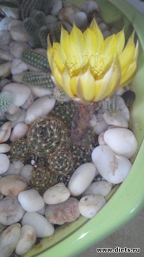 7 ����: �������)))