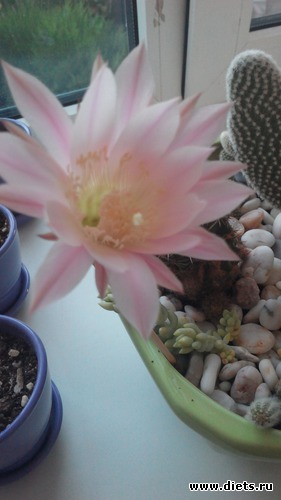 11 ����: �������)))