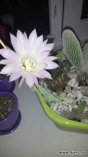 12 ����: �������)))