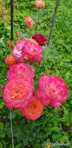 Розы 2018, альбом: То, что я люблю