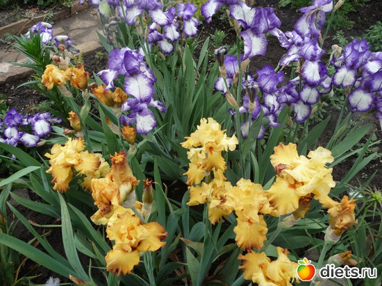 1 ����: ��� ������-�����.