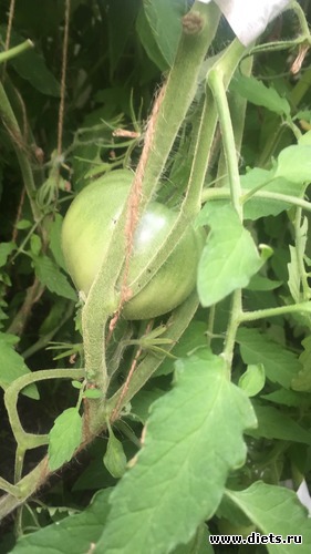 1 ����: ��� ���.