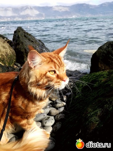 1 ����: �������