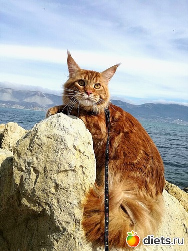 3 ����: �������