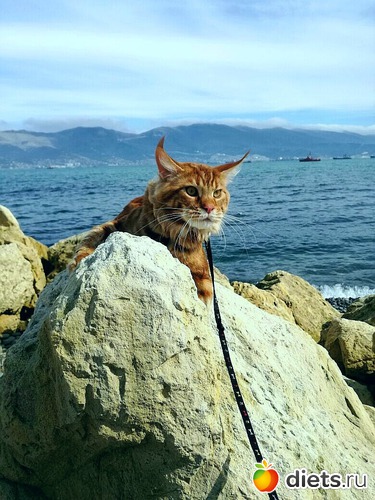 5 ����: �������