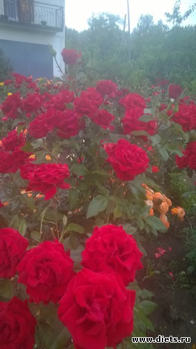 розы, альбом: мои розы