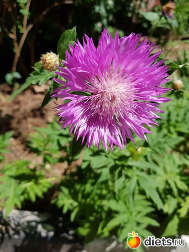 131 фото: То, что я люблю