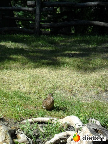 3 ����: ����