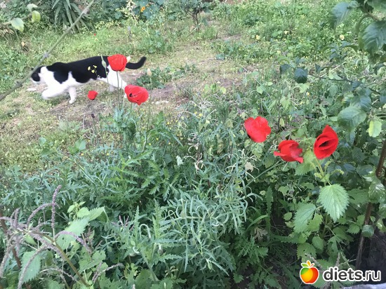 8 ����: ���� 2018