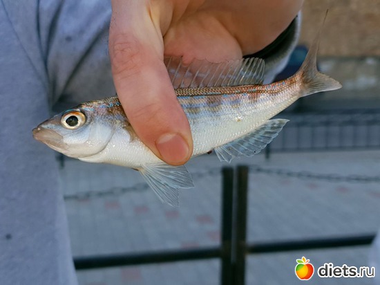 Карасик, альбом: То, что я люблю