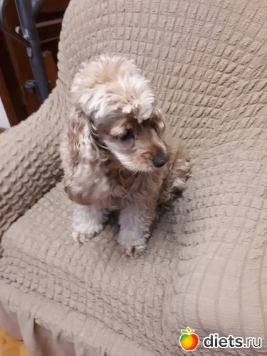 ��������, ������: ������ ���