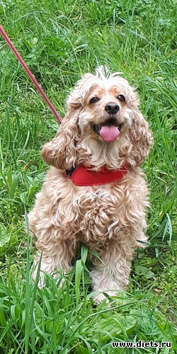 ��������, ������: ������ ���