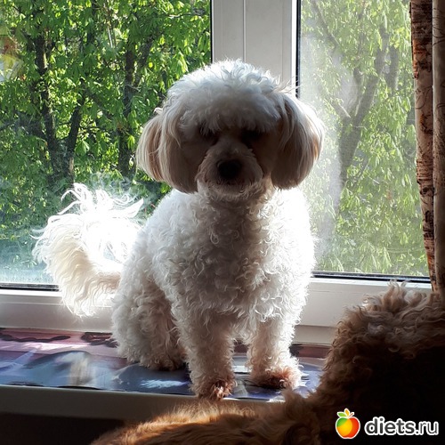 ������))) �������-�������, ������: ������ ���