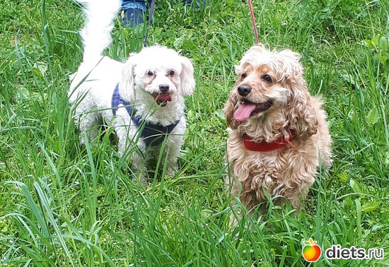 ��� �������)), ������: ������ ���