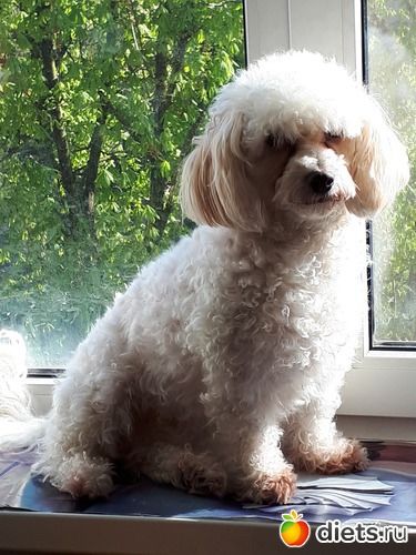 ������, ��� ������� ��������))), ������: ������ ���