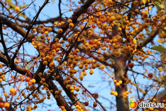 14 ����: ������