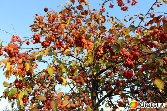 15 ����: ������