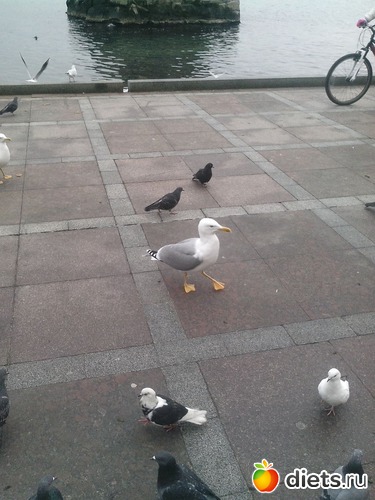 15 ����: ������������ �����