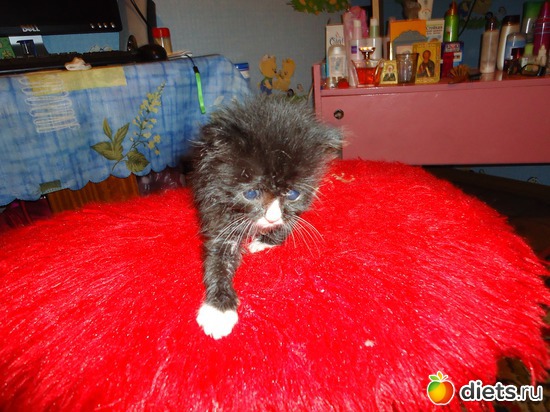 ����. ������� ���-�� 2-3 ������. ����� � ��� �����, ������: ��� �������