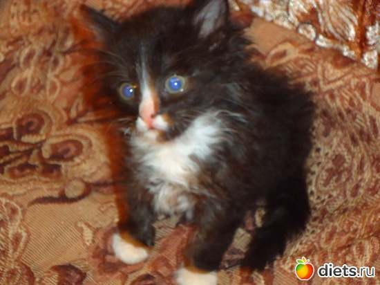 3 фото: Мои кошарки