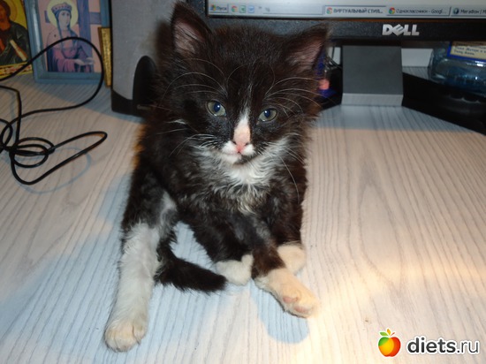 5 ����: ��� �������