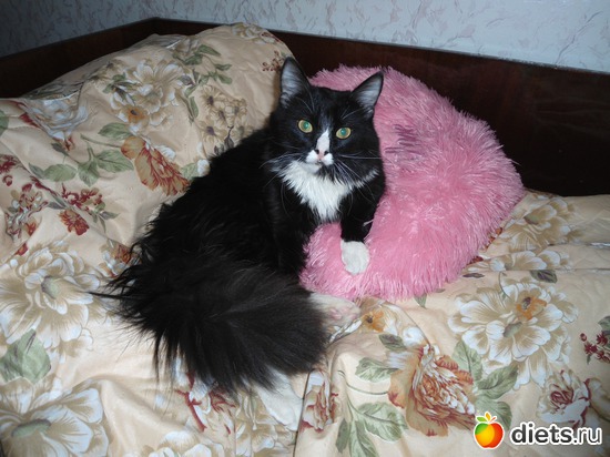 12 фото: Мои кошарки