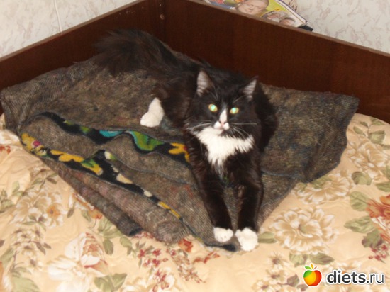 14 фото: Мои кошарки