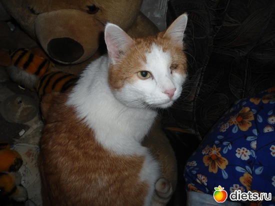 �����, ������: ��� �������