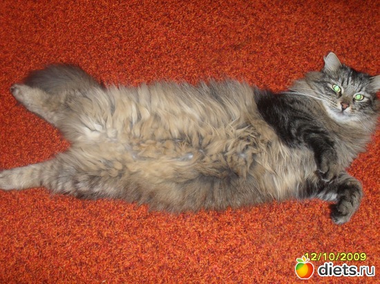 ���� 4 ����, ������: ��� �������