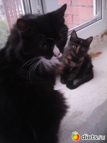 ����� ������������ � ����-������, ������: ��� �������