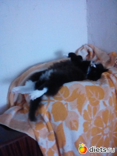 39 фото: Мои кошарки