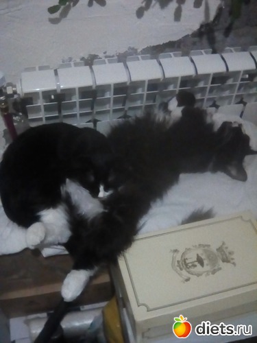 Кузя и Варя, альбом: Мои кошарки