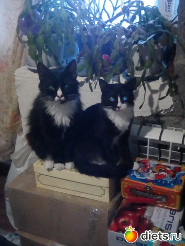 ���� � ��������� �����, ������: ��� �������