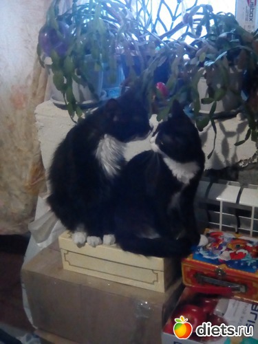 ������...., ������: ��� �������