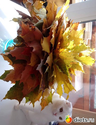 1 ����: �������