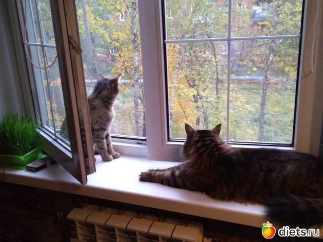 ���� 1: ��� � �����. �����? ���?