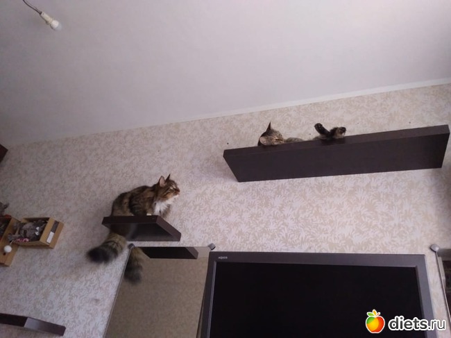 ���� 1: ��� � �����. �����. ���?