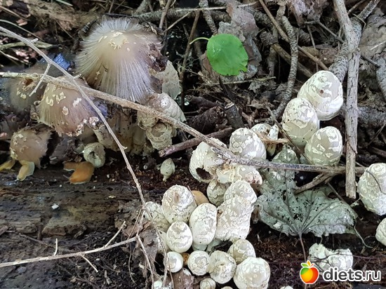 16 фото: Лес и волки