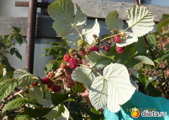 25 ����: ����� � �������, 2018