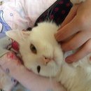 ��� ��� ������