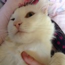 ��� ��� ������