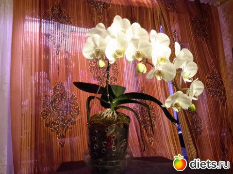 � � ��� �������