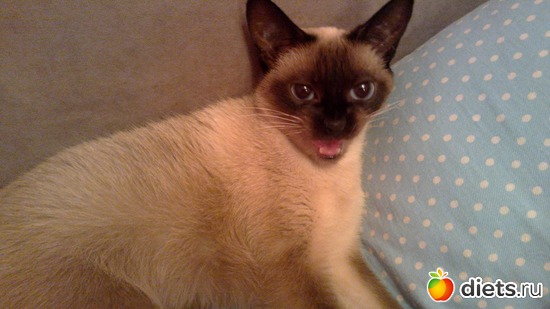 5 фото: Мои кошки