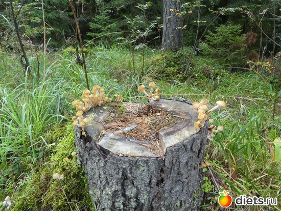 10 ����: ���� �� �������