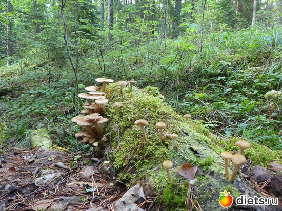 3 ����: ����� �������