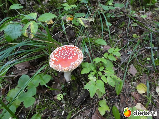 4 ����: ����� �������