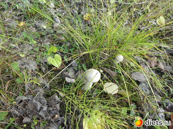 6 ����: ����� �������