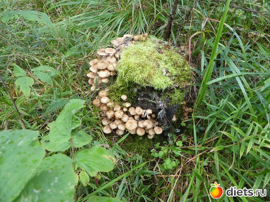 7 ����: ����� �������